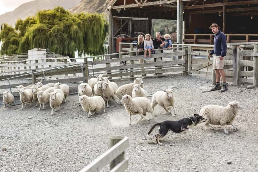 Queenstown: Queenstown Lake Cruise and Walter Peak Farm Tour - Key Things to Know Before You Go