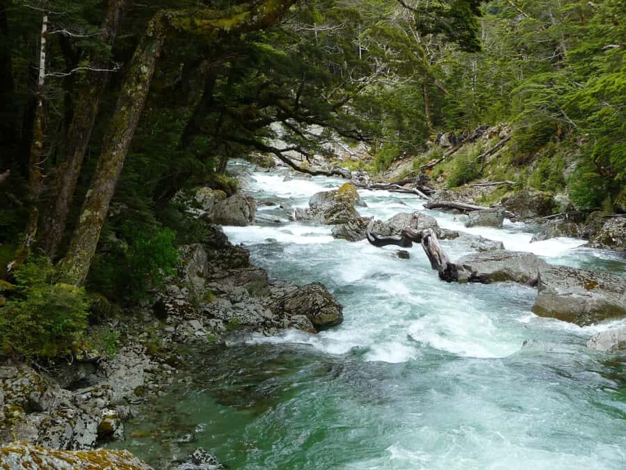 Queenstown: Routeburn Track Guided Full-Day Walk or Half Day - Swing Bridge and beech forest: the guided trail rhythm