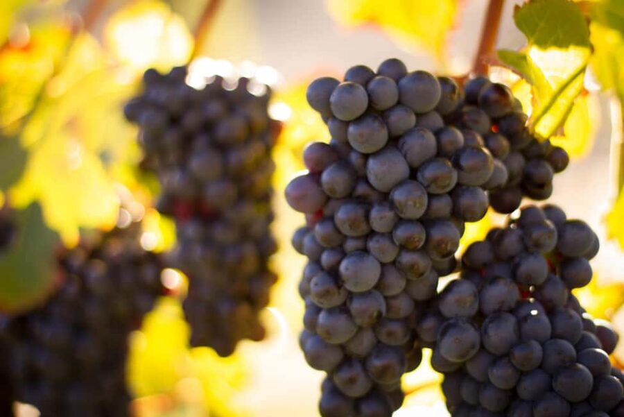 Queenstown: Wine & Food Tour, Scenic Tastings & Paired Lunch - The lunch that makes the pairing click