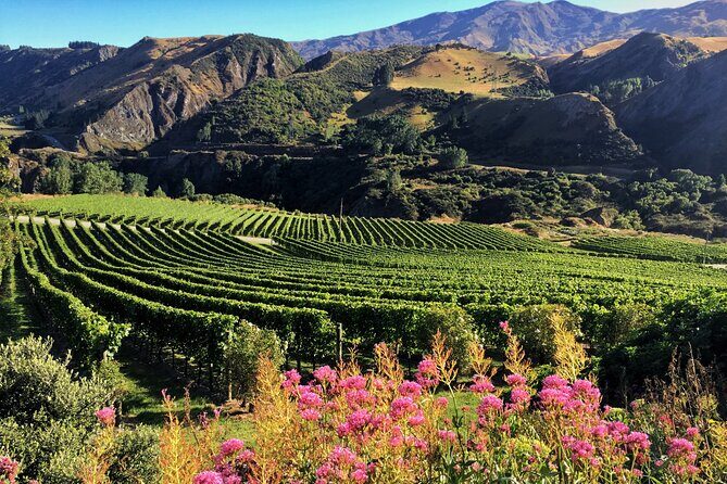 Queenstown Wine Tour - What you’ll buy (and how to budget without stress)