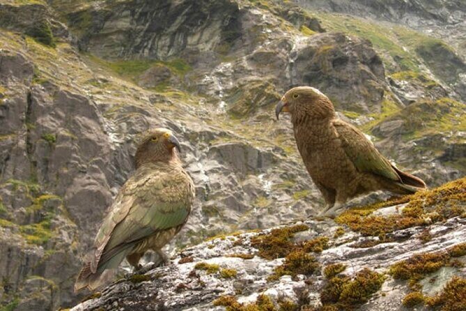 Rob Roy Glacier Guided Walk - Swing bridge into Mt Aspiring National Park: rainforest climbing in slow motion