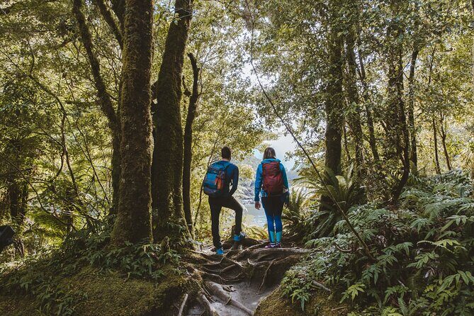 Self-Guided Milford Track Day Walk - Milford Sound - Price and value: $46.54 for a famous track section plus boat transport