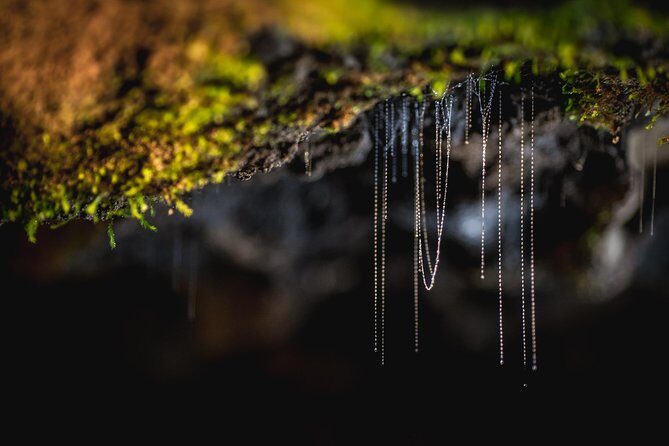 Te Anau Glow Worm Caves Tour - What to bring (and what to skip)