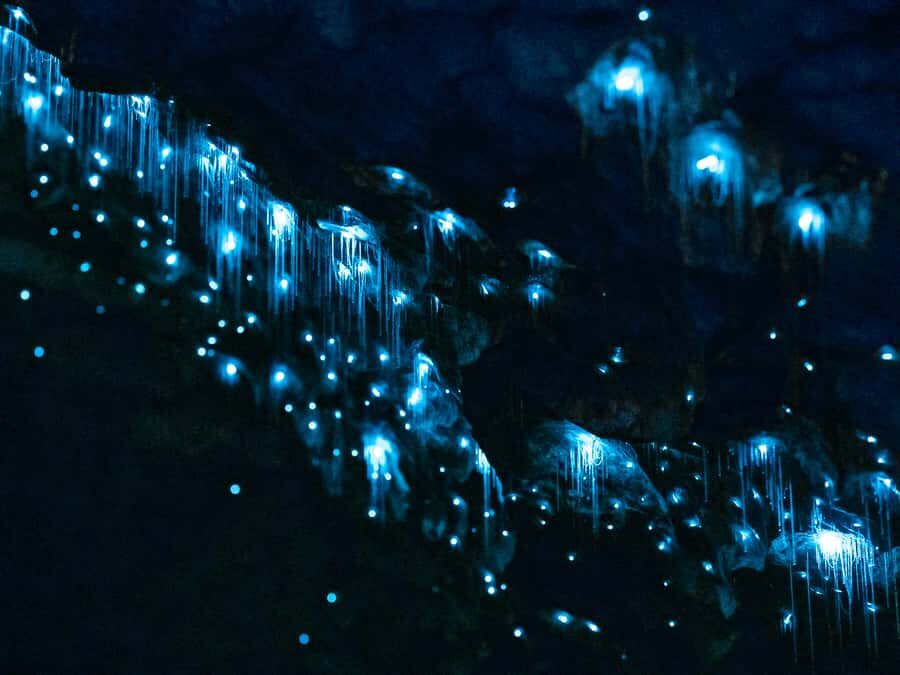 Te Anau: Glowworm Caves Guided Tour - Lake Te Anau cruise: the warm-up before the dark