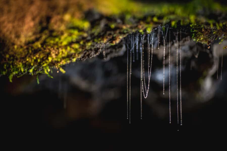 Te Anau: Glowworm Caves Guided Tour - FAQ